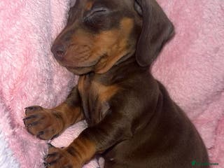 Dachshund dogs Tan boy - Advert 1