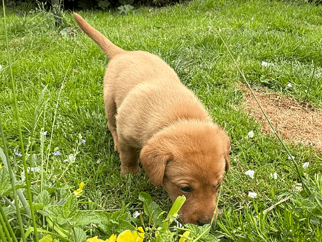 Labrador Retriever dogs for sale: Fox-red boys, pedigree, fully health-tested in Buxton - Image 15