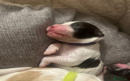 Sprocker dogs for sale: Sprocker puppies  - Image 7