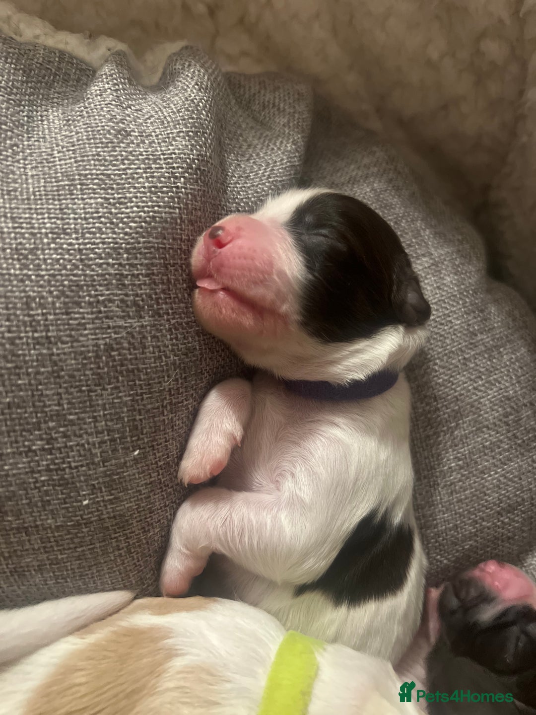Sprocker dogs for sale: Sprocker puppies  - Image 7