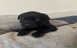 Labrador Retriever dogs for sale: Gorgeous Labrador puppies for sale! - Image 16