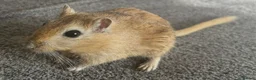 Gerbil rodents for sale: 2 friendly male gerbils - Advert 5