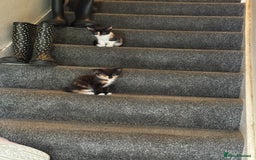 Mixed Breed cats for sale: Kittens for sale  - Image 1