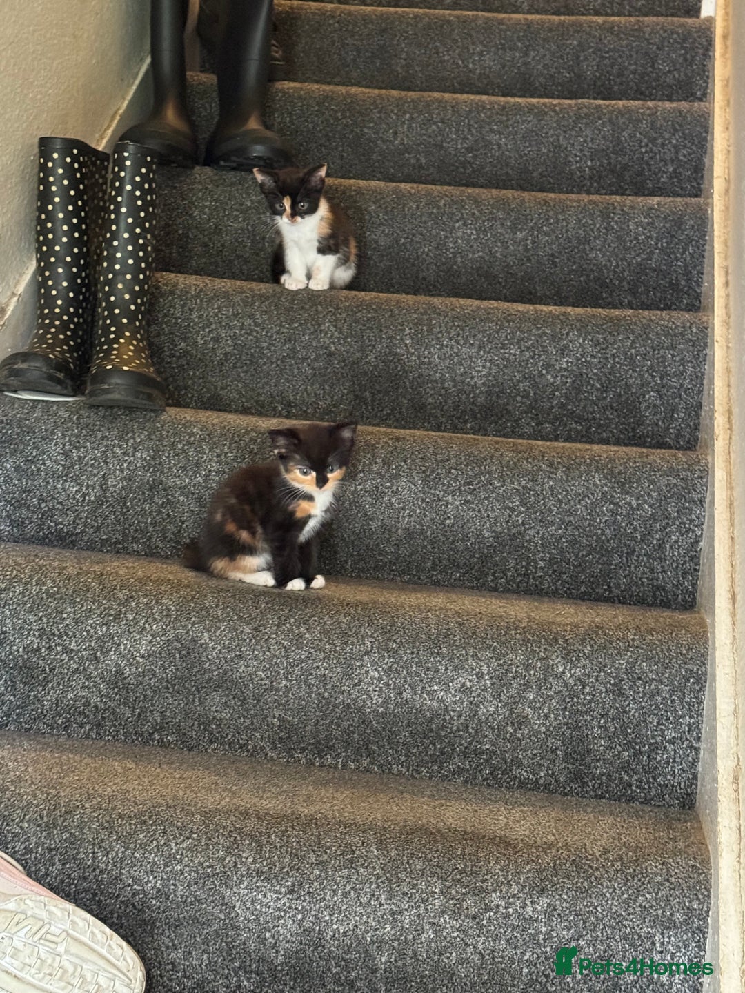 Mixed Breed cats for sale: Kittens for sale  - Image 1