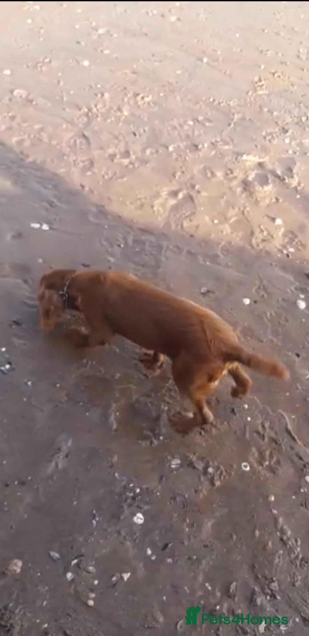 Cocker Spaniel dogs for sale: 15 month old male, working type cocker spaniel.  - Advert 2