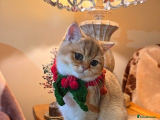 British Shorthair cats Last GIRL Beautiful Golden BSH Kittens –Rare Cold - Advert 4