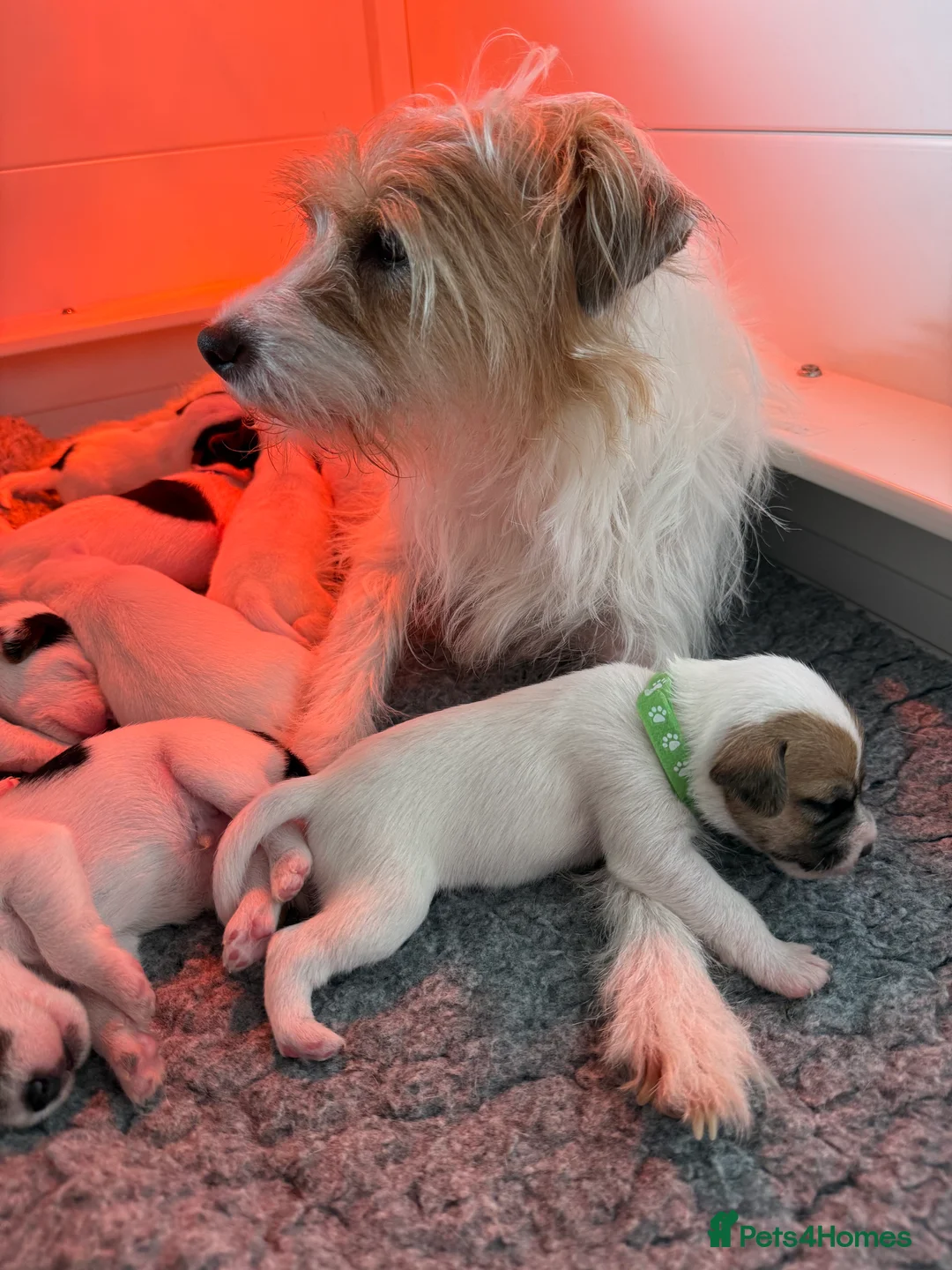 Parson Russell dogs for sale: Parson Russell terrier puppies  in Beaworthy - Advert 2