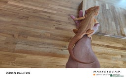Bearded Dragon reptiles for sale: Male bearded dragon and full set up - Image 3