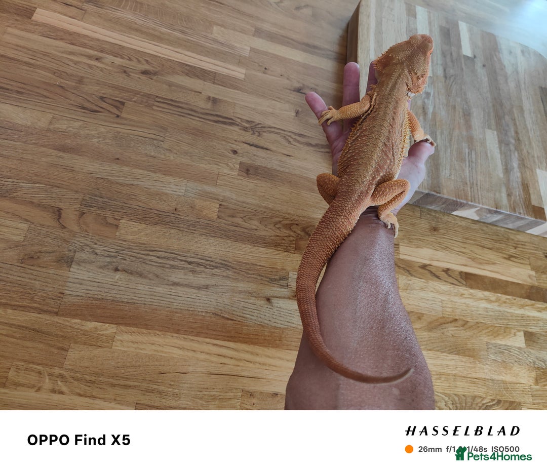 Bearded Dragon reptiles for sale: Male bearded dragon and full set up - Image 3