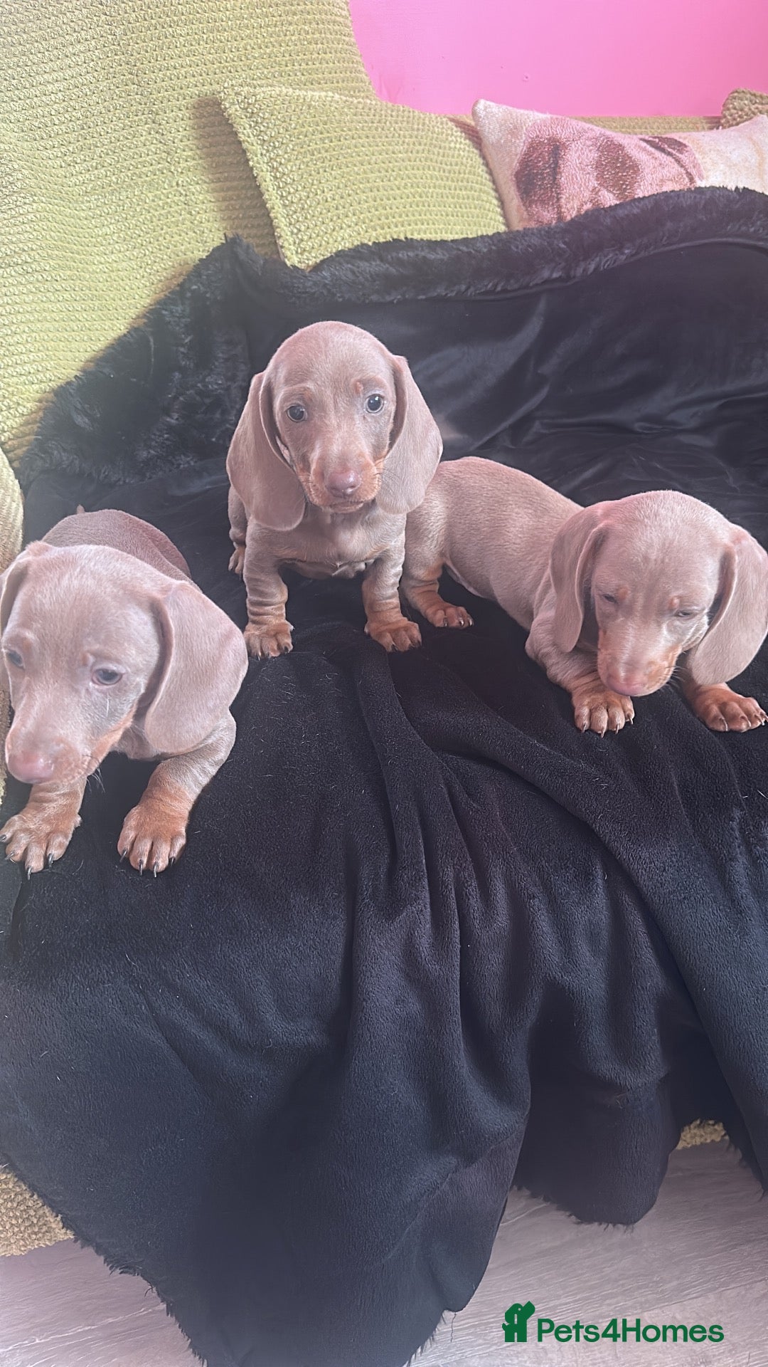 Miniature Dachshund dogs Miniature dachshunds, Puppies - Advert 14