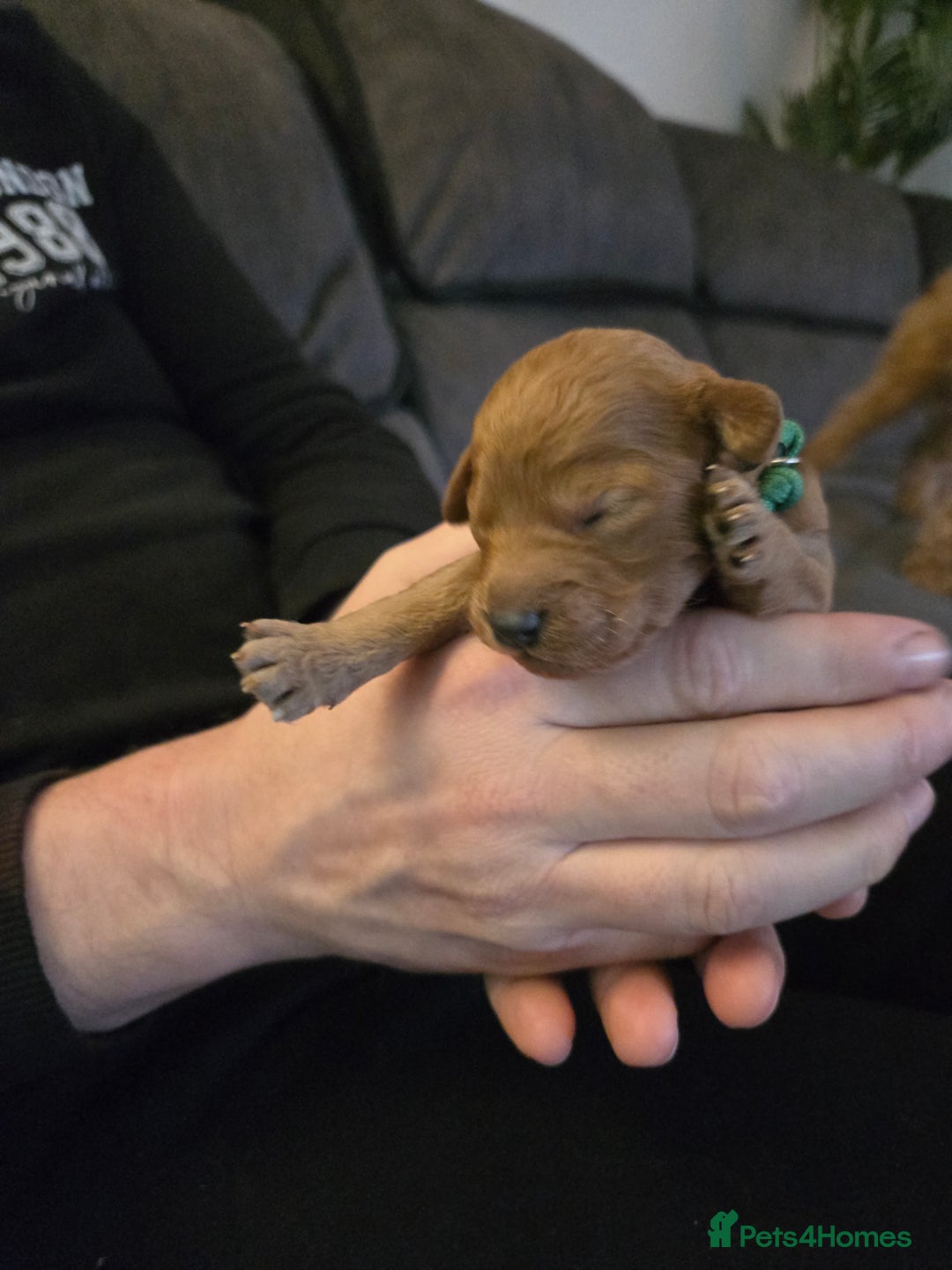 Cockapoo dogs for sale: 6 male Cockapoo puppies. Ready 13th Jan.  - Advert 14
