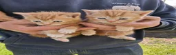 Mixed Breed cats for sale: Beautiful ginger kittens 5* homes only - Advert 7