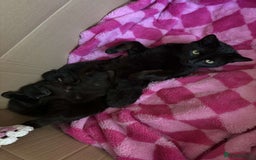 Mixed Breed cats for sale: 2 black kittens  - Image 4