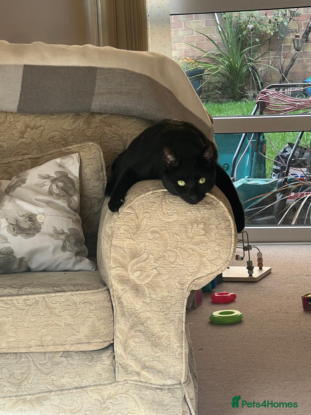 Domestic Shorthair cats for sale: Looking for a new home for our 2 wonderful cats. - Image 5