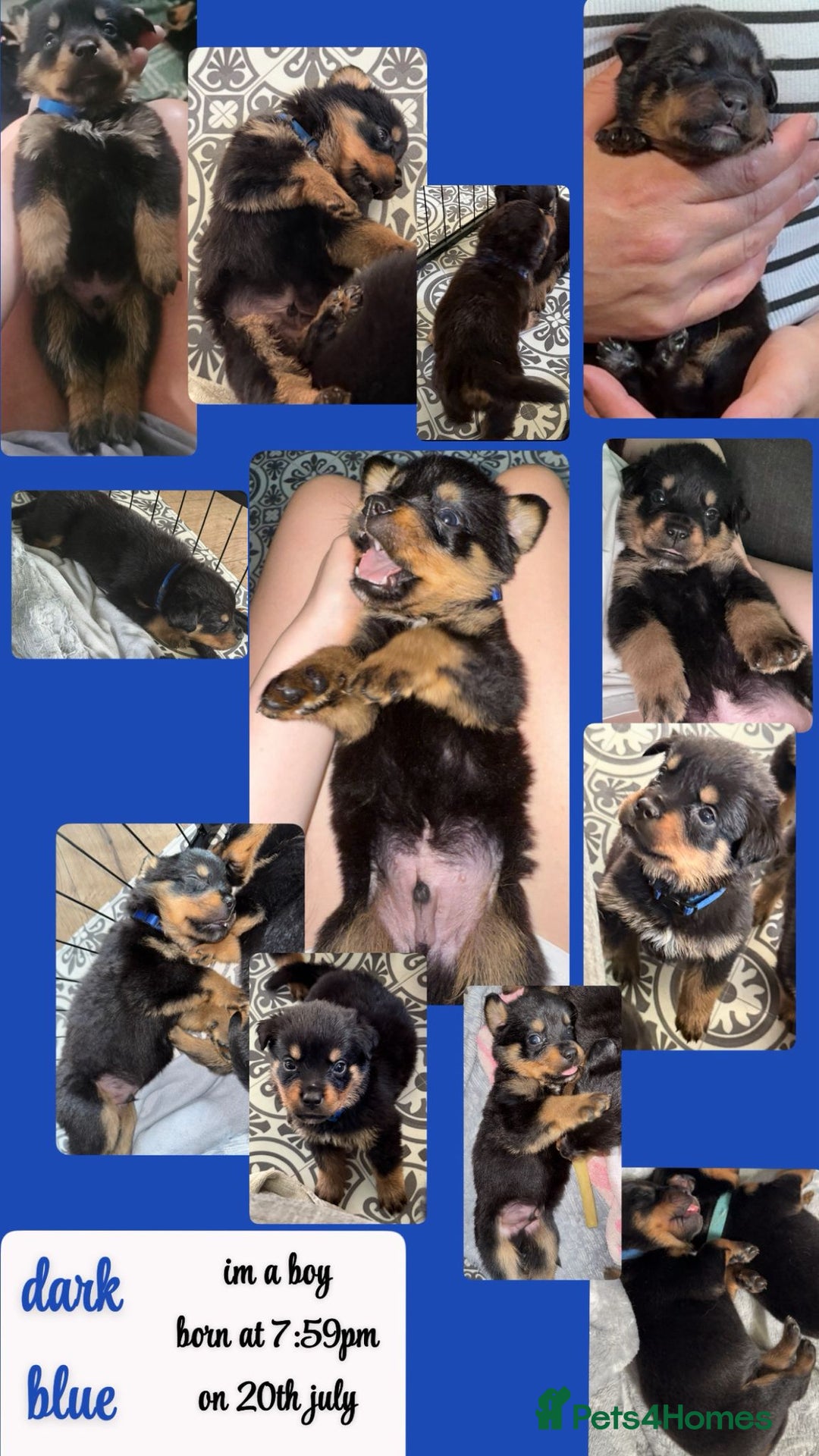 Rottweiler dogs for sale: Rottweiler Champion bloodline  - Image 3