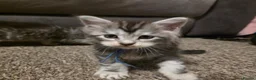 Maine Coon cats for sale: TICA registered family raised babies - Advert 10