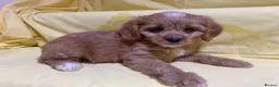 Cavapoo dogs for sale: Cavapoos f1 Health tested  - Advert 6
