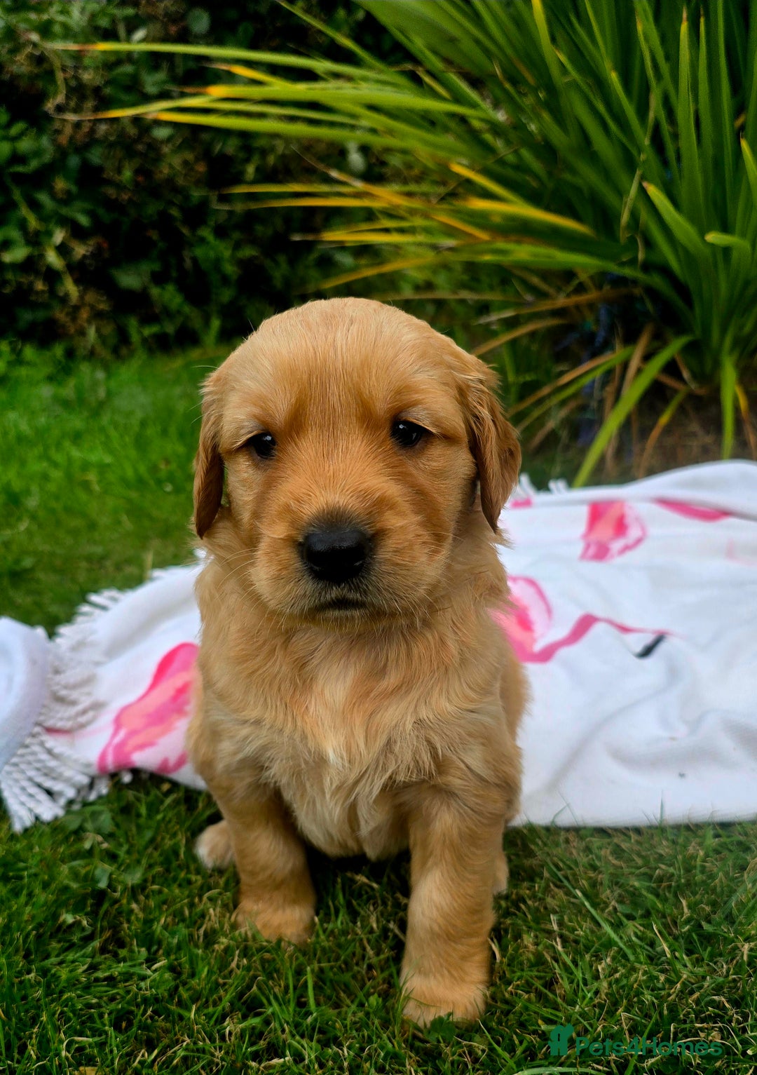 Golden Retriever dogs for sale: *Beautiful kc/Dna clear Golden retriever pups* - Image 8