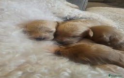 Mixed Breed dogs for sale: Cavachon Puppies for Sale  - Image 1