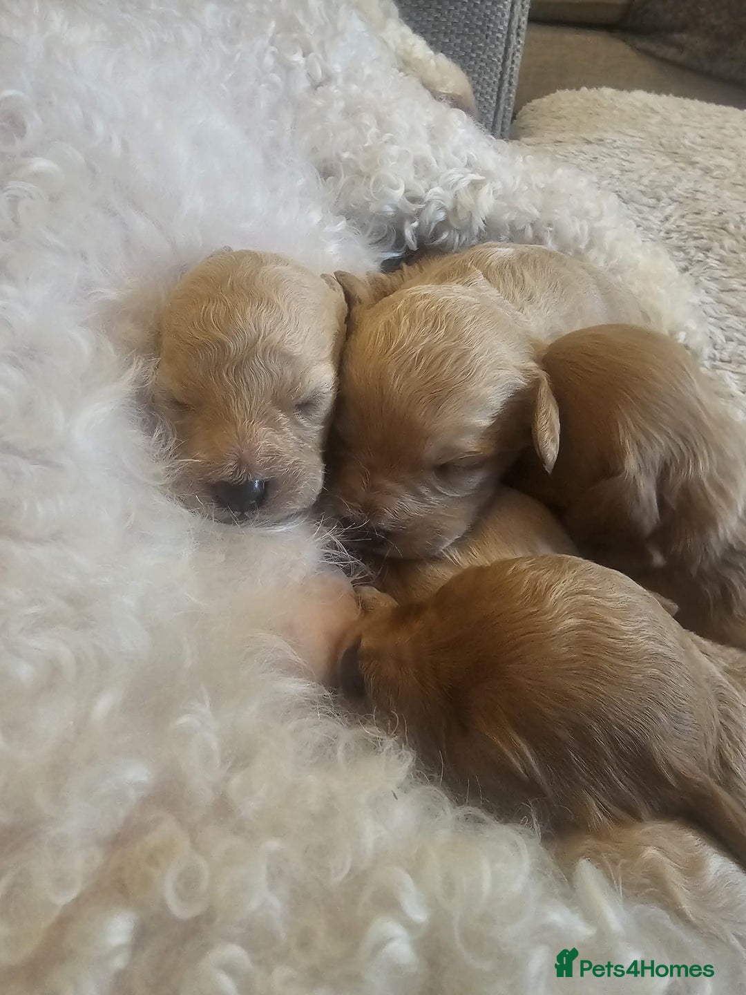 Mixed Breed dogs for sale: Cavachon Puppies for Sale  - Image 1