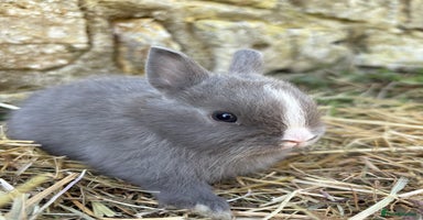 Netherland Dwarf rabbits - Advert 5