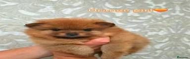 Pomeranian 2