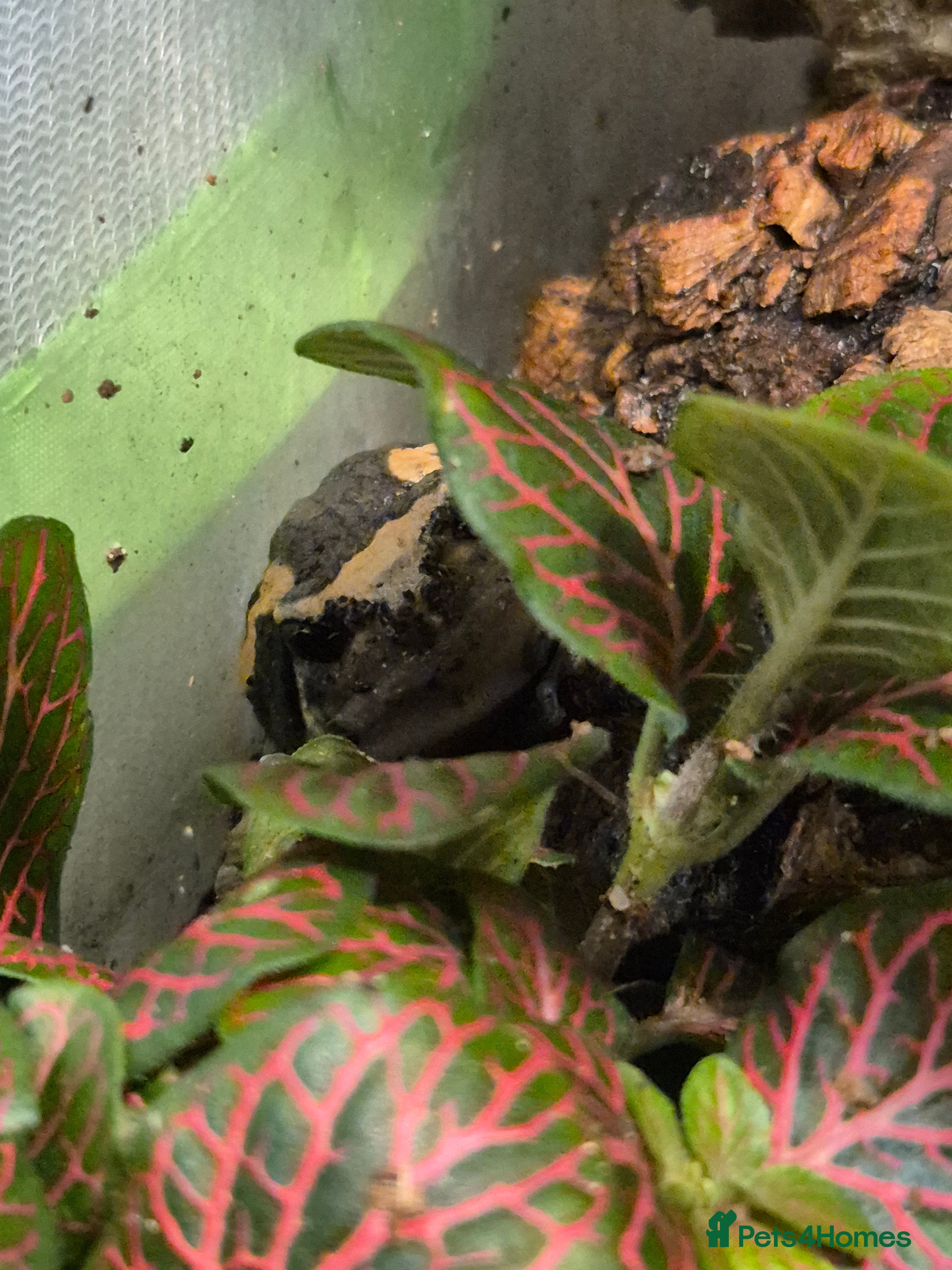 Frog reptiles Pacman and chubby frogs looking for new homes  - Advert 12