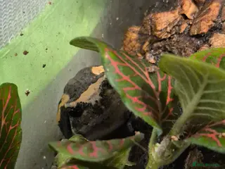 Frog reptiles Pacman and chubby frogs looking for new homes - Advert 12