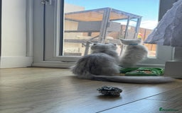 Scottish Fold cats for sale: Two Scottish Straight Boys  - Image 19