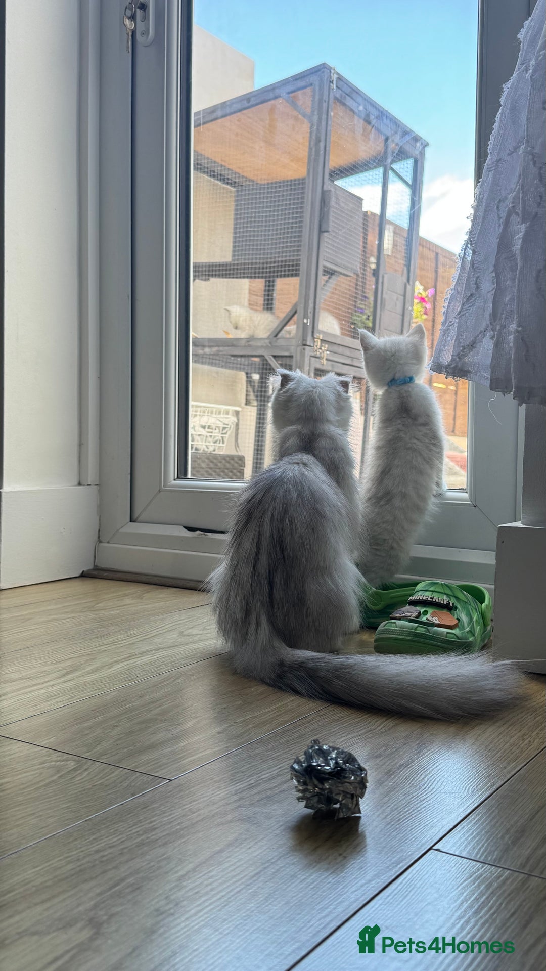 Scottish Fold cats for sale: Two Scottish Straight Boys  - Image 19