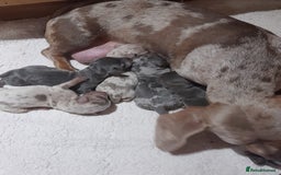 Miniature Dachshund dogs for sale: 6 Miniature dacshund puppies  - Advert 20