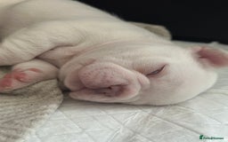 French Bulldog dogs for sale: French bulldog puppies  - Image 5