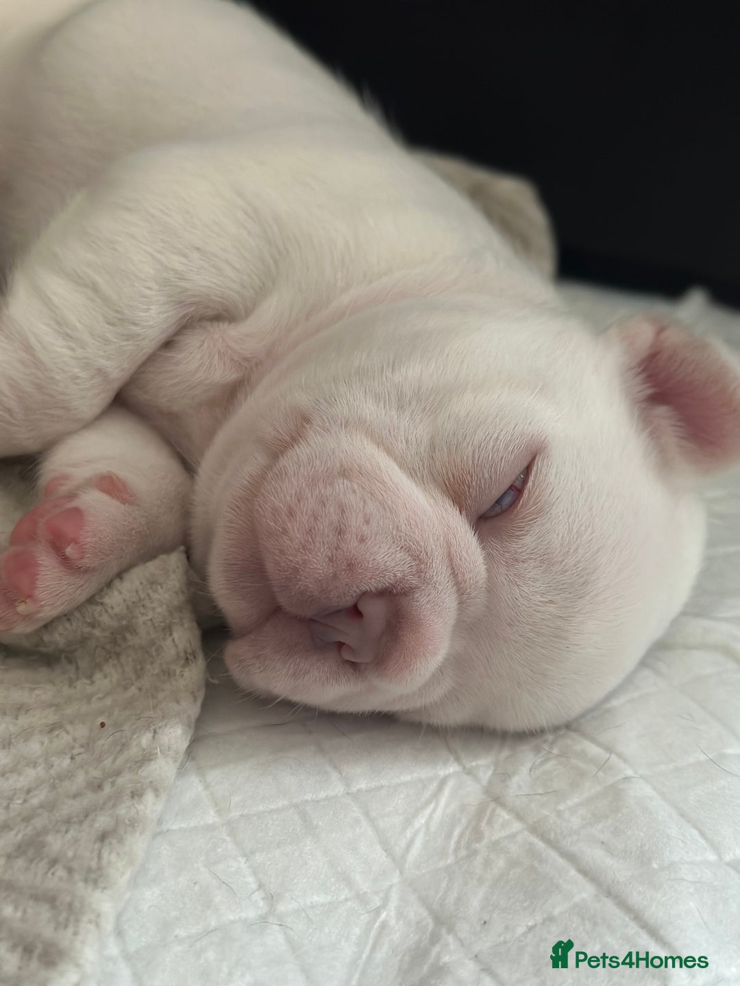 French Bulldog dogs for sale: French bulldog puppies  - Image 5