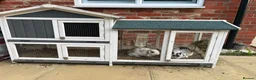 Mini Lop rabbits for sale: Pair of bunnies  - Advert 3