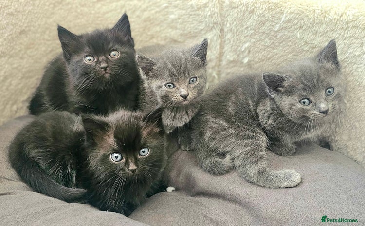 Mixed Breed cats - Advert 2