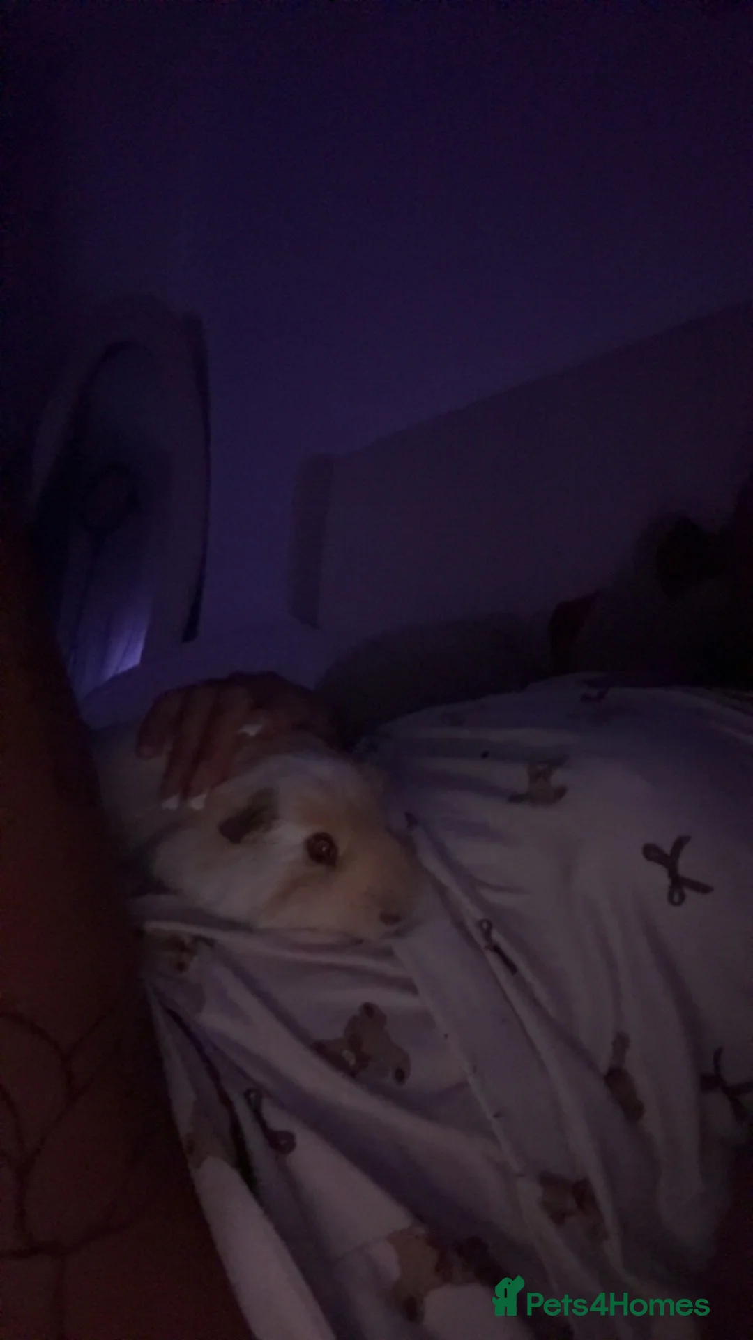 Guinea Pig rodents for sale: Male guinea pig in Norwich - Advert 2