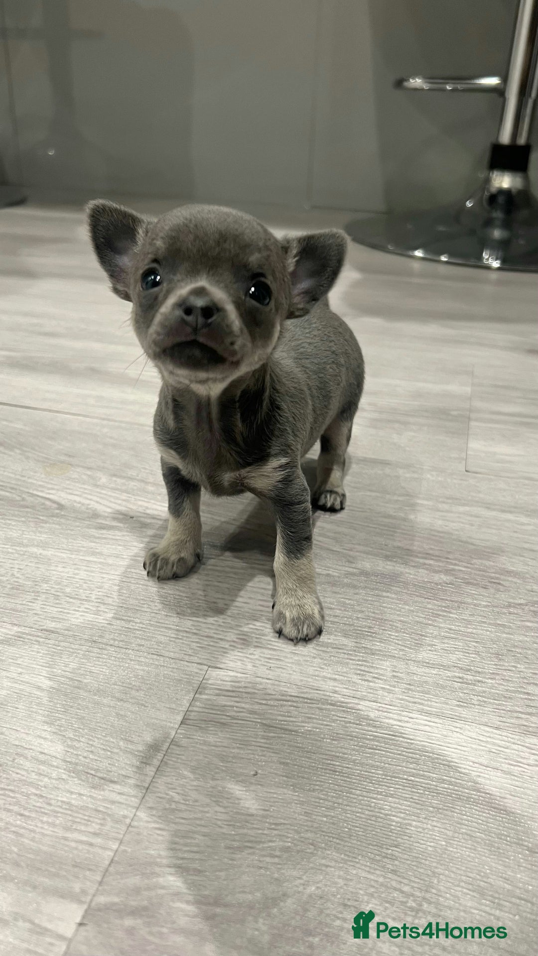 Chihuahua dogs for sale: Stunning Chihuahua Puppies ⭐️ - Advert 21