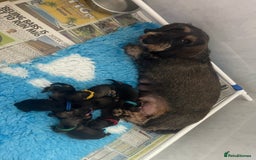 Dachshund dogs for sale: Kc registered standard wirehaired dachshund  - Image 7