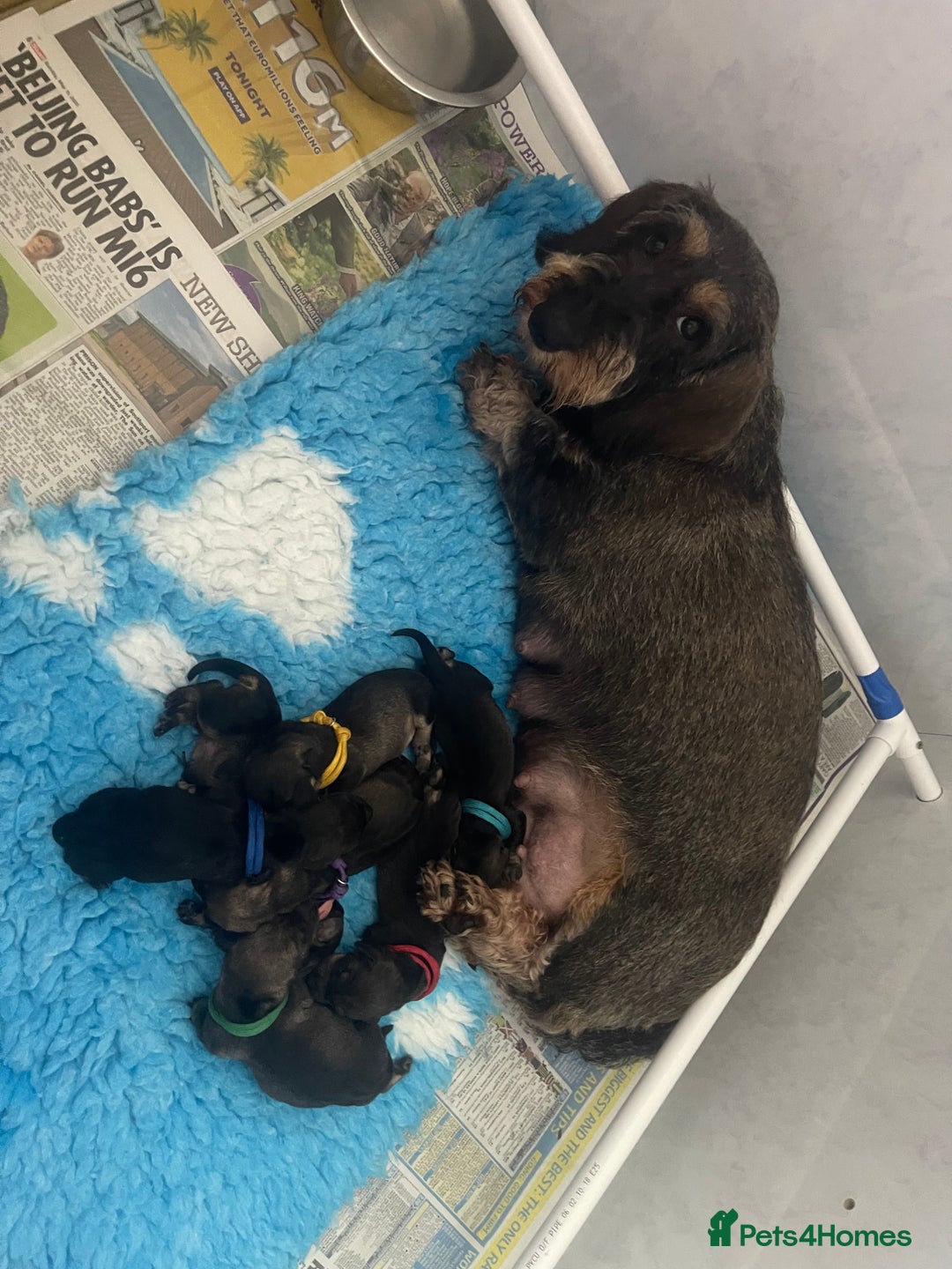 Dachshund dogs for sale: Kc registered standard wirehaired dachshund  - Image 7