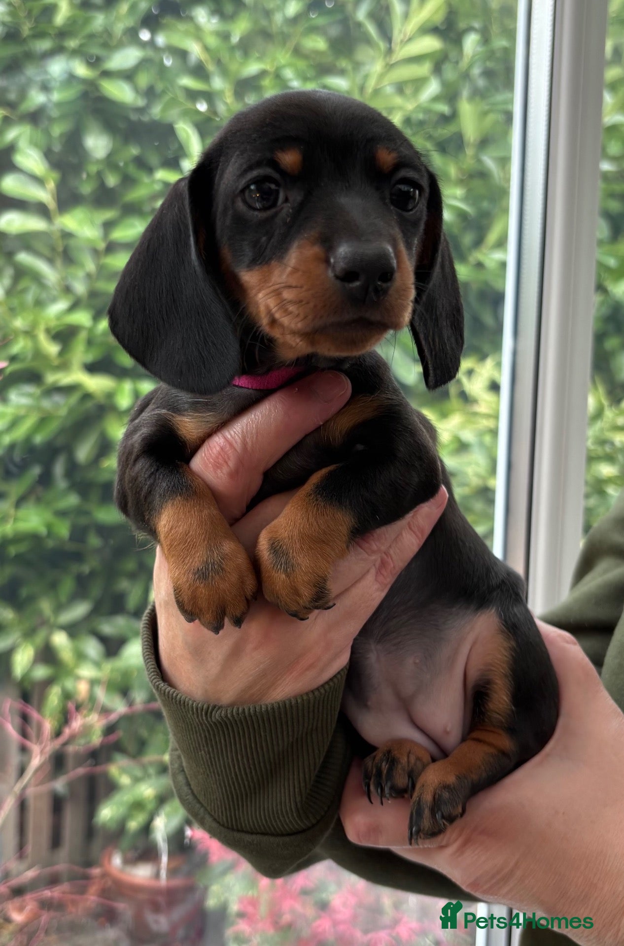 Dachshund dogs for sale: Beautiful mini Dachshunds  - Advert 1
