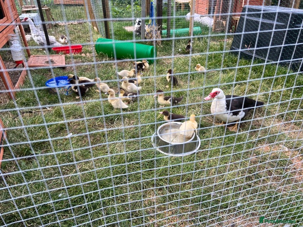 Ducks poultry - Advert 3