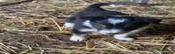 Border Collie dogs for sale: 2 Beautiful Border Collie bitch pups in Sheffield - Advert 19
