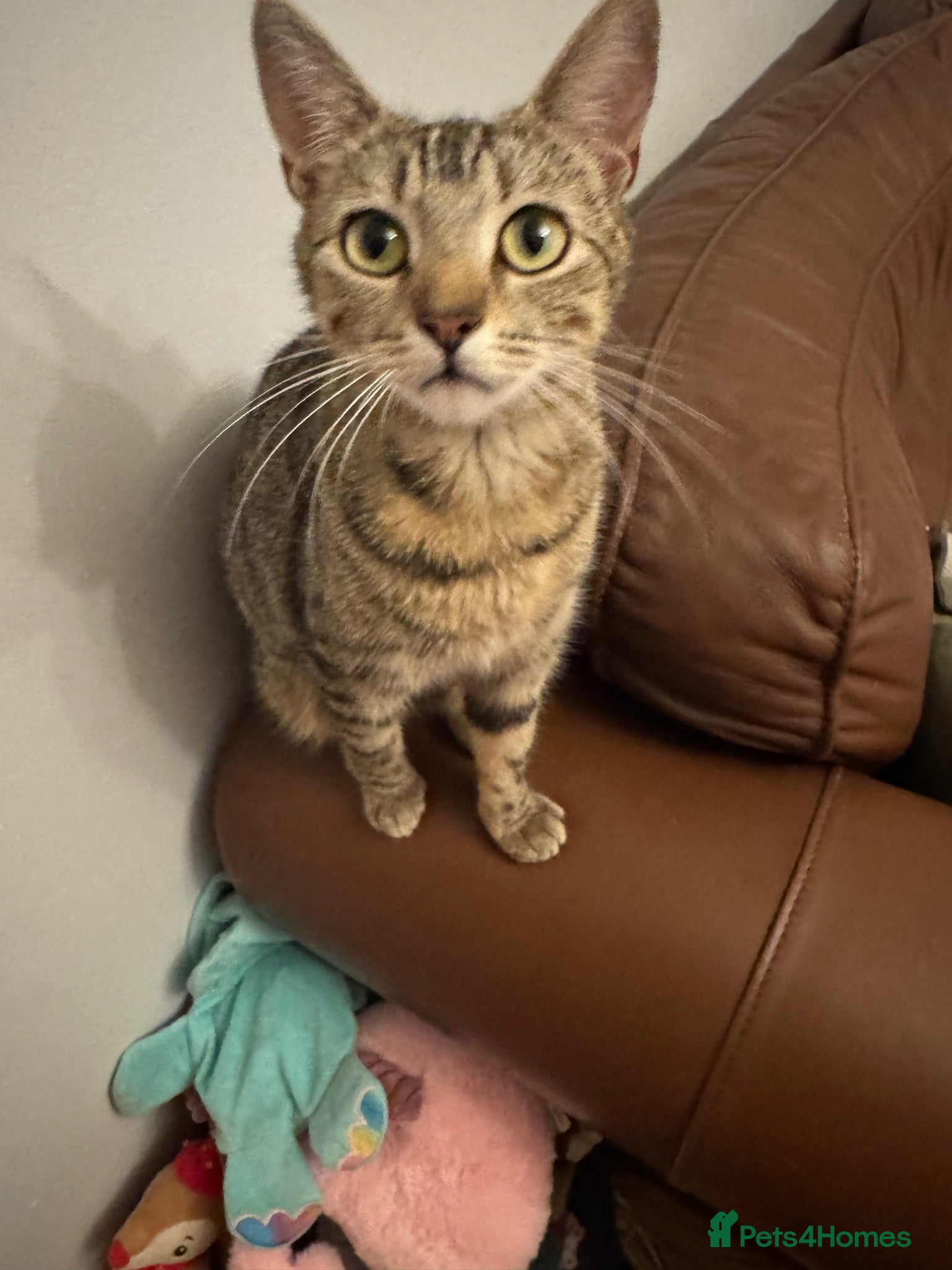 Domestic Shorthair cats Two bonded male tabby kittens  - Advert 16