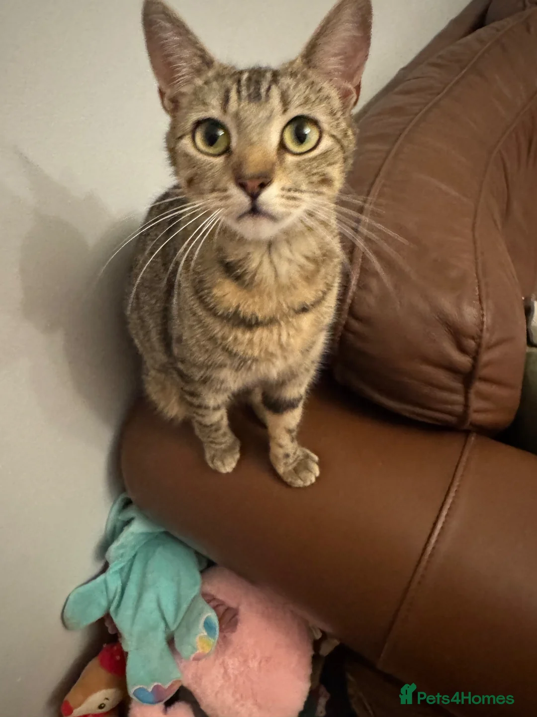 Domestic Shorthair cats for sale: Two bonded male tabby kittens  in Northallerton - Advert 1