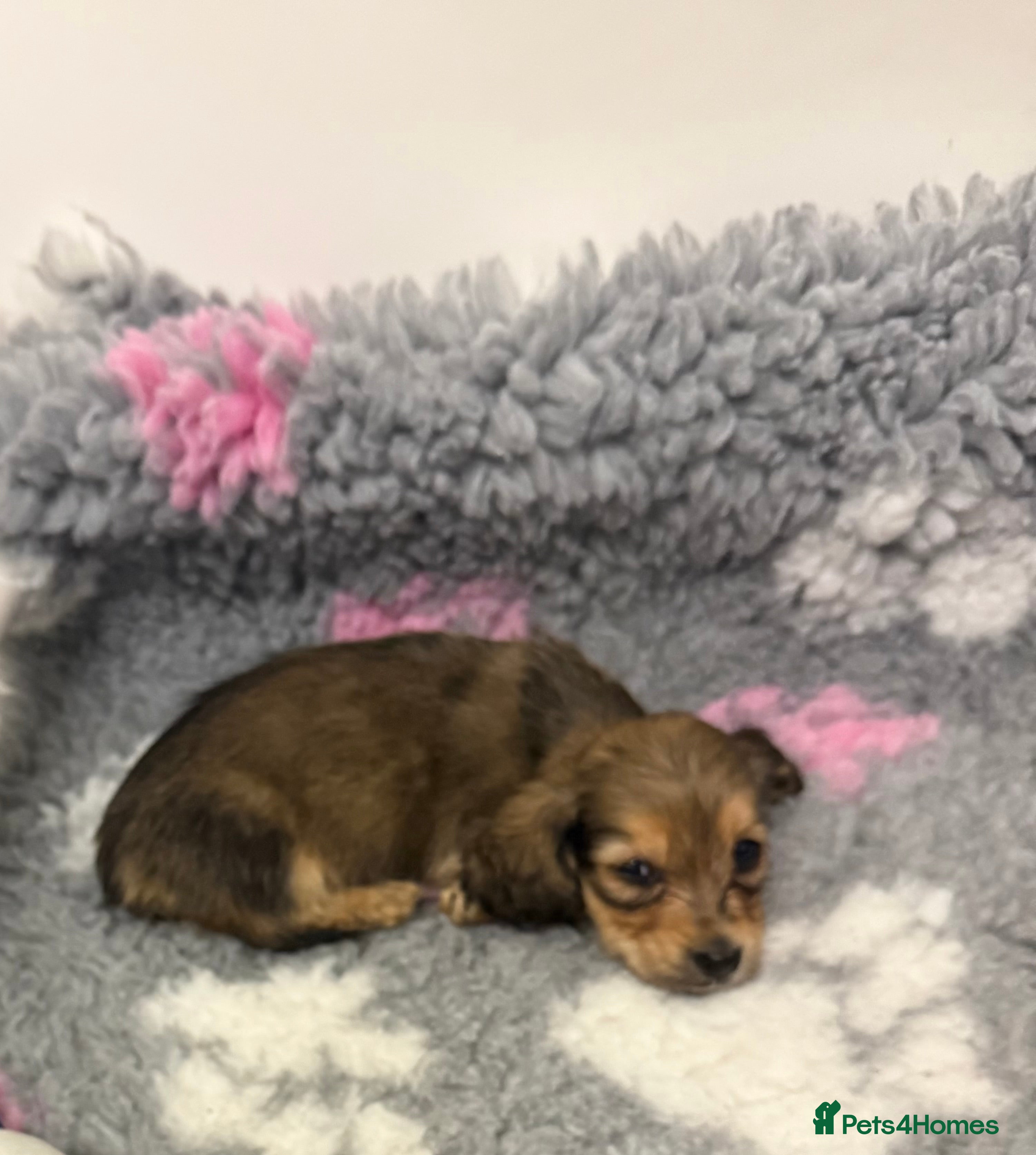 Miniature Dachshund dogs Miniature long haired Dachshund puppies Kc reg  - Advert 5