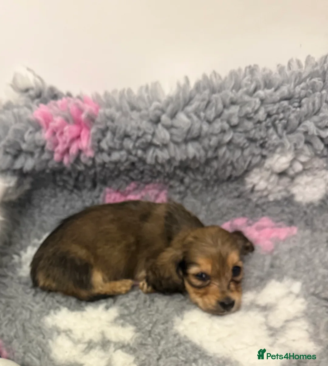 Miniature Dachshund dogs for sale: Miniature long haired Dachshund puppies Kc reg  - Advert 1