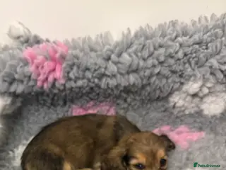 Miniature Dachshund dogs Miniature long haired Dachshund puppies Kc reg - Advert 5