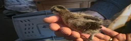 Chickens poultry for sale: Silkie x pekin bantam  - Advert 15