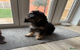 Cockapoo dogs for sale: Hank & Butch 🐾 - Image 3