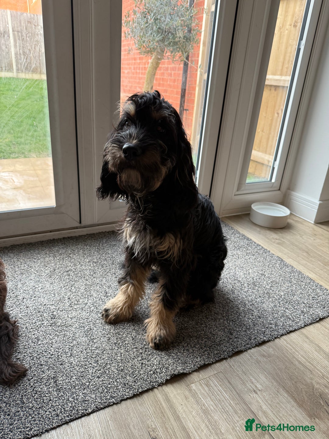 Cockapoo dogs for sale: Hank & Butch 🐾 - Image 3